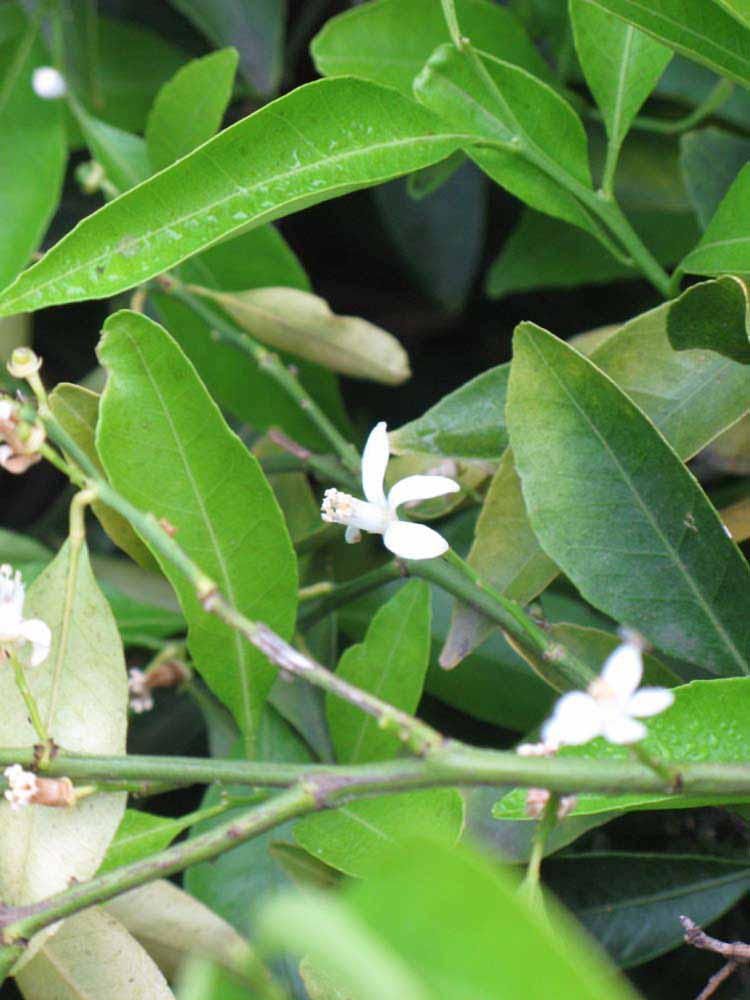              Shade leaves (Riverside, CA)       
